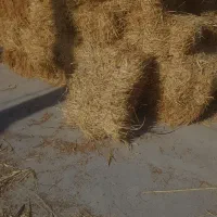 علوفه بسته بندی شده