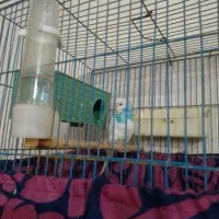 مرغ عشق|پرنده|رباط‌کریم, الارد|دیوار