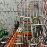 پرنده عروس هلندی