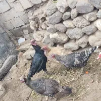 بوقلمون(هَشدرخان)