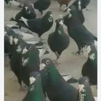 کبوتر بازی و چاشنی بازی