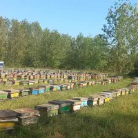 عمده  خورده