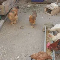 مرغ وخروس ودوتک و جوجه ۲ماه مناسب|حیوانات مزرعه|نجف‌آباد, شهرک صنعتی نجف آباد|دیوار
