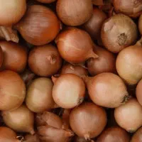 800کیلو زرد زعفرانی