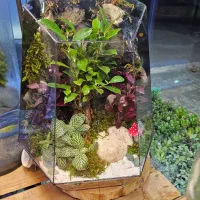 تراریوم چندوجهی دیوار صخرهای|گل و گیاه طبیعی|مشهد, امیر|دیوار