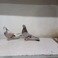 فروش کبوتررنگی|پرنده|بندر امام خمینی, |دیوار