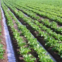 اعطای اجاره‌ زمین کشاورزی کشت چغندر قند(کرمانشاه)