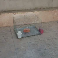 قفس کفتر