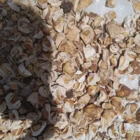 گلی گین سرحدی|گل و گیاه طبیعی|سر آسیاب یوسفی, |دیوار