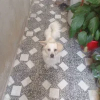 سگ پاکوتاه سفید نر