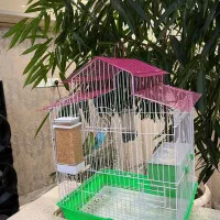 مرغ عشق سالم همراه با قفس|پرنده|آستارا, |دیوار