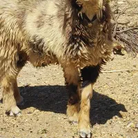 کاوه قوچ|حیوانات مزرعه|دهدشت, |دیوار