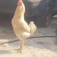 خروس گلین و مرغ گردن لوخت عربی|حیوانات مزرعه|باوی, |دیوار