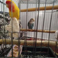 طوطی برزیلی