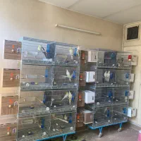واگذاری سالن تکثیر طوطیسان قفس لونه دستگاه
