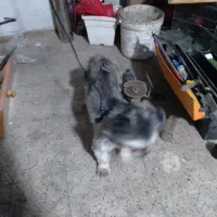 سگ پیدا کردم