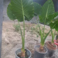 گل‌های آپارتمانی