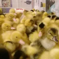 جوجه رنگی جوجه اردک جوجه گلپایگان جوجه مرغ خروس|حیوانات مزرعه|نیشابور, ابراهیمی|دیوار