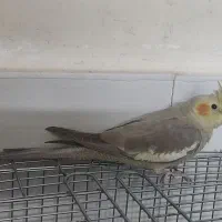 عروس هلندی آهویی|پرنده|قزوین, |دیوار