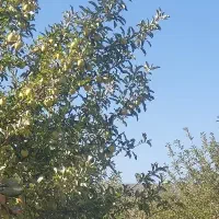 باغ-فروشی
