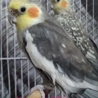 جفت عروس هلندی