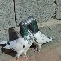 کفتر‌پاکستانی|پرنده|بندرعباس, |دیوار