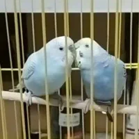 جفت مرغ عشق