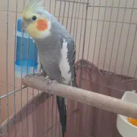 عروس نر دستی