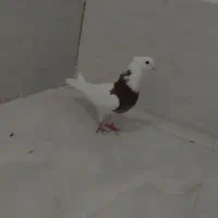 دوعدد کبوتر پرشی ناشی|پرنده|خرم‌آباد, |دیوار