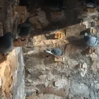 کله زرد|پرنده|مسجد سلیمان, |دیوار