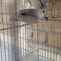 کوتوله مولد 10جفت|پرنده|رفسنجان, |دیوار