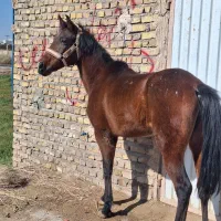 مادیان سواری دار ابستن و کره نریان کرد قیمت توتوگ