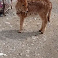 گوساله ماده