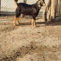 کهره نر