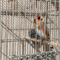 جوجه امسالی