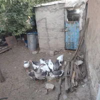فروش قوغاز و غاز محلی