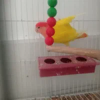 طوطی کتوله برزیلی