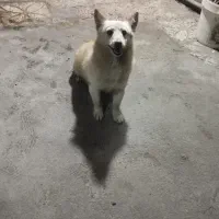 سگ اسپیتز میناتوری خونگی