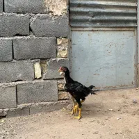 جوجه لاری و بوقلمون