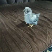 جوجه گلین لر|حیوانات مزرعه|مشهد, انقلاب|دیوار