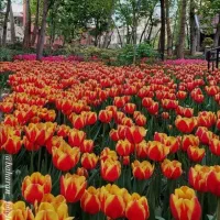 650-متر-زمین-پدم-بشدت-زیر-قیمت-پول-لازم