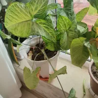 گل طبیعی|گل و گیاه طبیعی|اهر, |دیوار