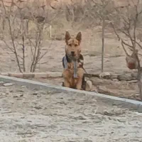 واگذاری ژرمن شپرد اصیل