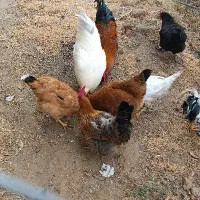 مرغ و خروس|حیوانات مزرعه|باروق, |دیوار