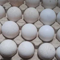 تخم نطفه دار بوقلمون