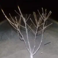 هرس تخصصی درختان میوه