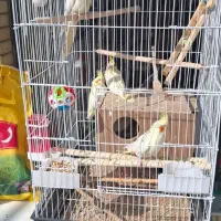 عروس هلندی|پرنده|اصفهان, مشکین|دیوار