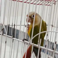 طوطی گیرینجیک