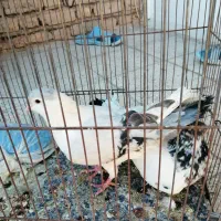 4 عدد کفتر (کبوتر) مناسب نو بازی|پرنده|تربت‌حیدریه, شهرک ولیعصر|دیوار