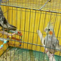 دوعدد عروس هلندی سالم   آماده دستی شدن